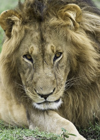 Lying Brown Lion on Green Grass