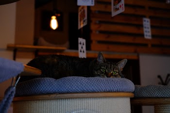 Lying cat