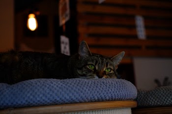 Lying cat 2