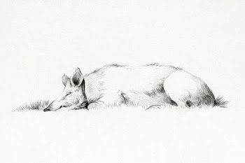Lying pig (1775&ndash;1833) drawing in high… | Free public domain illustration