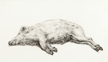 Lying pig (1819) drawing in high resolution… | Free public domain illustration