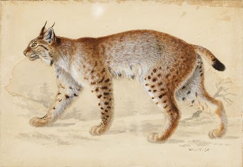 Lynx, 1830 - 1870, Wilhelm | Free Photo - rawpixel