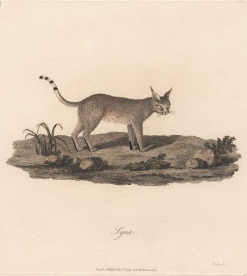 Lynx by James Heath | Free Photo - rawpixel