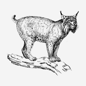 Lynx cat hand drawn illustration. | Free Photo - rawpixel