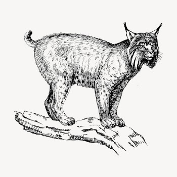 Lynx hand drawn clipart, animal | Free Vector - rawpixel