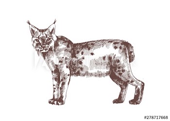 Lynx or bobcat hand drawn with contour lines on white background