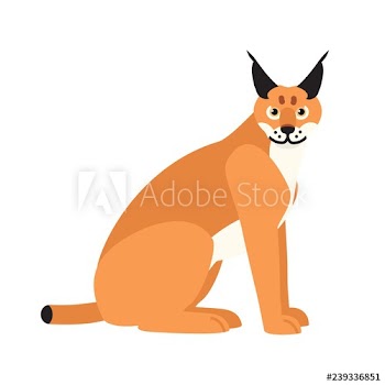 Lynx or bobcat isolated on white background