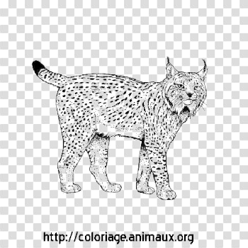 Lynx PNG Background Image