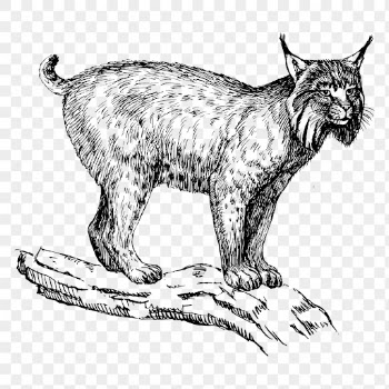 Lynx png clipart, animal hand | Free PNG - rawpixel