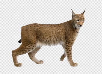 Lynx PNG Picture