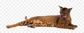 Lynxes Stock photography Clip art Portable Network Graphics Felidae - cat 