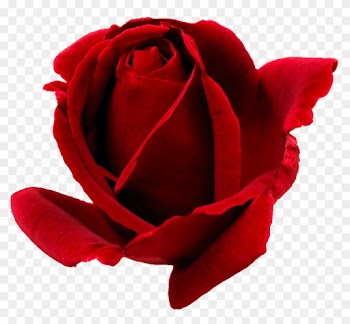 Lyour Hugs Are The Reason For My Happiness, Baby You - Low Poly Rose