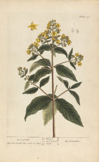 Lysimachia (Loosestrife), Plate 278 from 'A | Free Photo - rawpixel