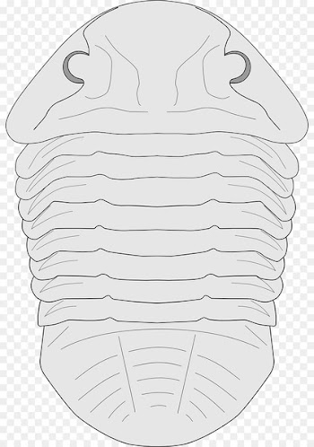 /m/02csf Line art Drawing Clip art Pattern - trilobite stamp 
