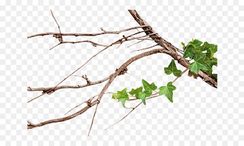 /m/083vt Leaf Naver Blog Plant stem Plants - leaf swag 