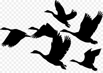 Maasai Mara Goose Photograph Park Border Collie -  