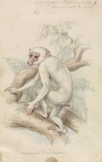 Macacus (Maimon) Brachyurus, White Maimon | Free Photo - rawpixel