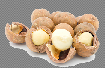 Macadamia Nuts PNG Picture