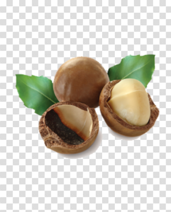 Macadamia Nuts Transparent Background PNG