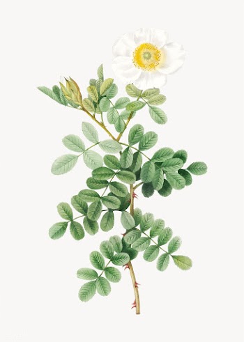 Macartney Rose drawing | Free stock vector - 574269