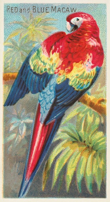 Macaw (1889) painting by George | Free Photo - rawpixel