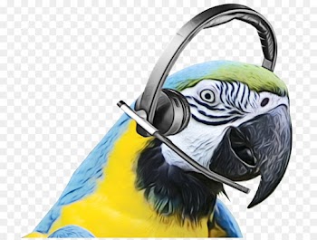 Macaw, Beak, Feather, Bird, Parrot PNG