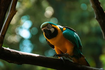 Macaw Bird
