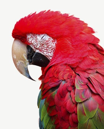 Macaw bird collage element psd | Free PSD - rawpixel