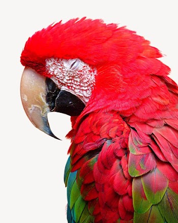 Macaw bird isolated design | Free Photo - rawpixel