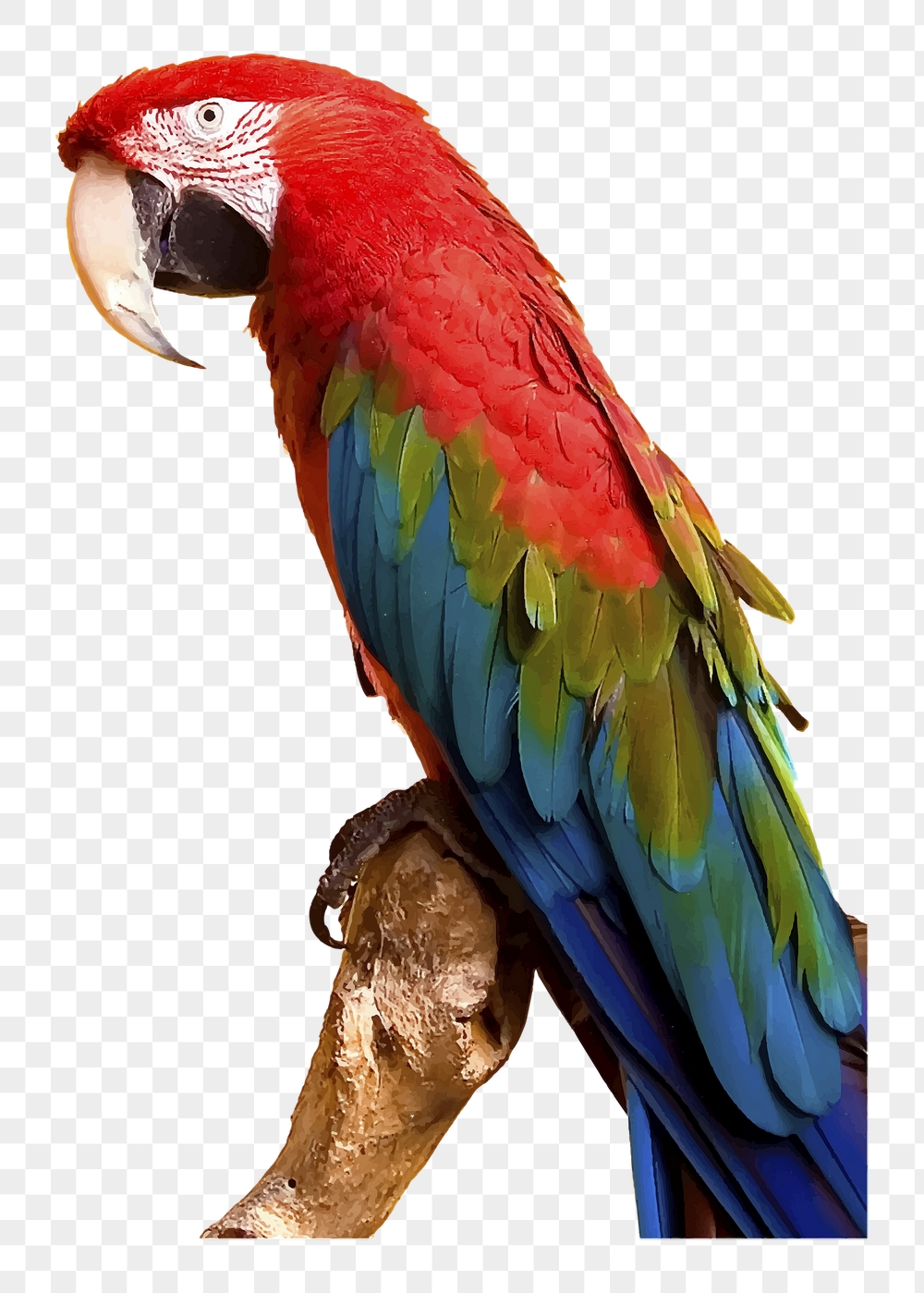 Macaw bird png sticker, cute | Free PNG - rawpixel