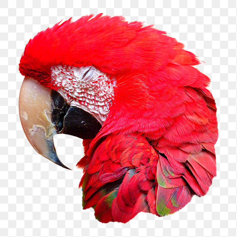 Macaw bird png sticker, transparent | Free PNG - rawpixel
