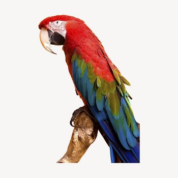 Macaw bird sticker, animal illustration | Free Vector - rawpixel