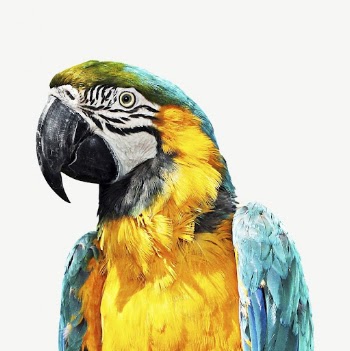 Macaw bird wildlife collage element | Free PSD - rawpixel