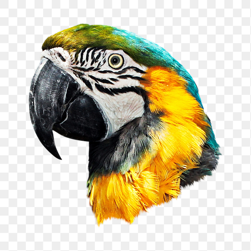 Macaw bird wildlife png sticker, | Free PNG - rawpixel