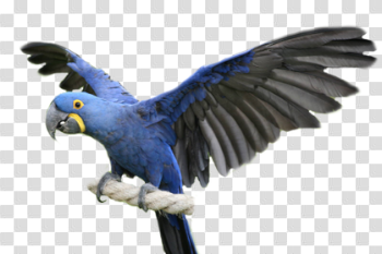 Macaw Download Transparent PNG Image