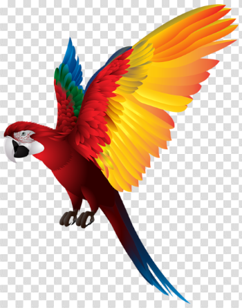 Macaw Face Free PNG Image