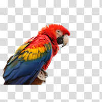 Macaw Face PNG Transparent Image
