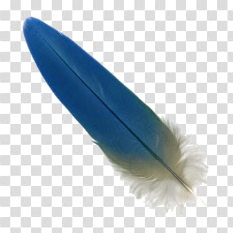 Macaw Feather PNG Download Image
