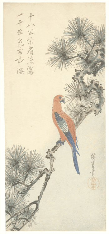 Macaw on Pine BranchOriginal from the Minneapolis | Free Photo - rawpixel