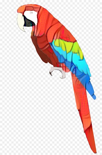 Macaw, Parakeet, Beak, Bird PNG