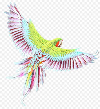 Macaw, Parakeet, Beak, Wing, Pink PNG