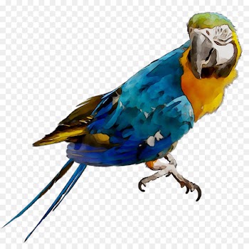 Macaw Parakeet Feather Beak Pet -  