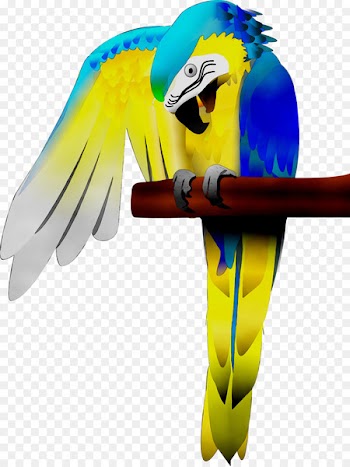 Macaw Parakeet Feather Beak Yellow -  