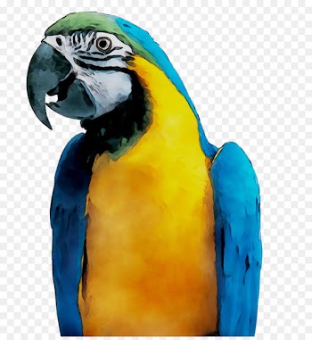 Macaw Parakeet Feather Pet Beak -  