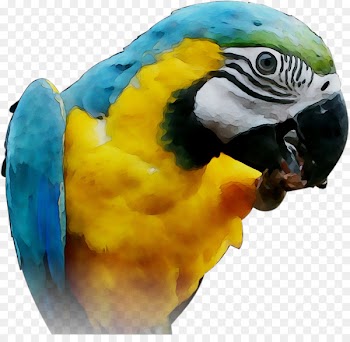 Macaw Parakeet Feather Pet Beak -  