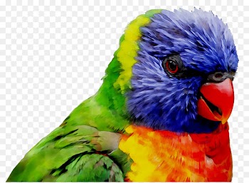 Macaw Parakeet Loriini Feather Beak -  