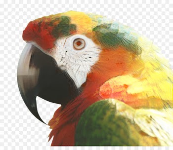 Macaw, Parrot, Beak, Bird PNG