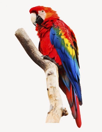 Macaw parrot collage element, bird | Free PSD - rawpixel