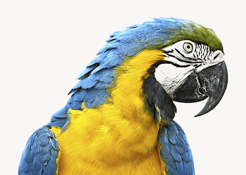 Macaw parrot isolated animal image | Free Photo - rawpixel