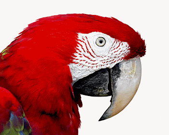 Macaw parrot isolated animal image | Free Photo - rawpixel